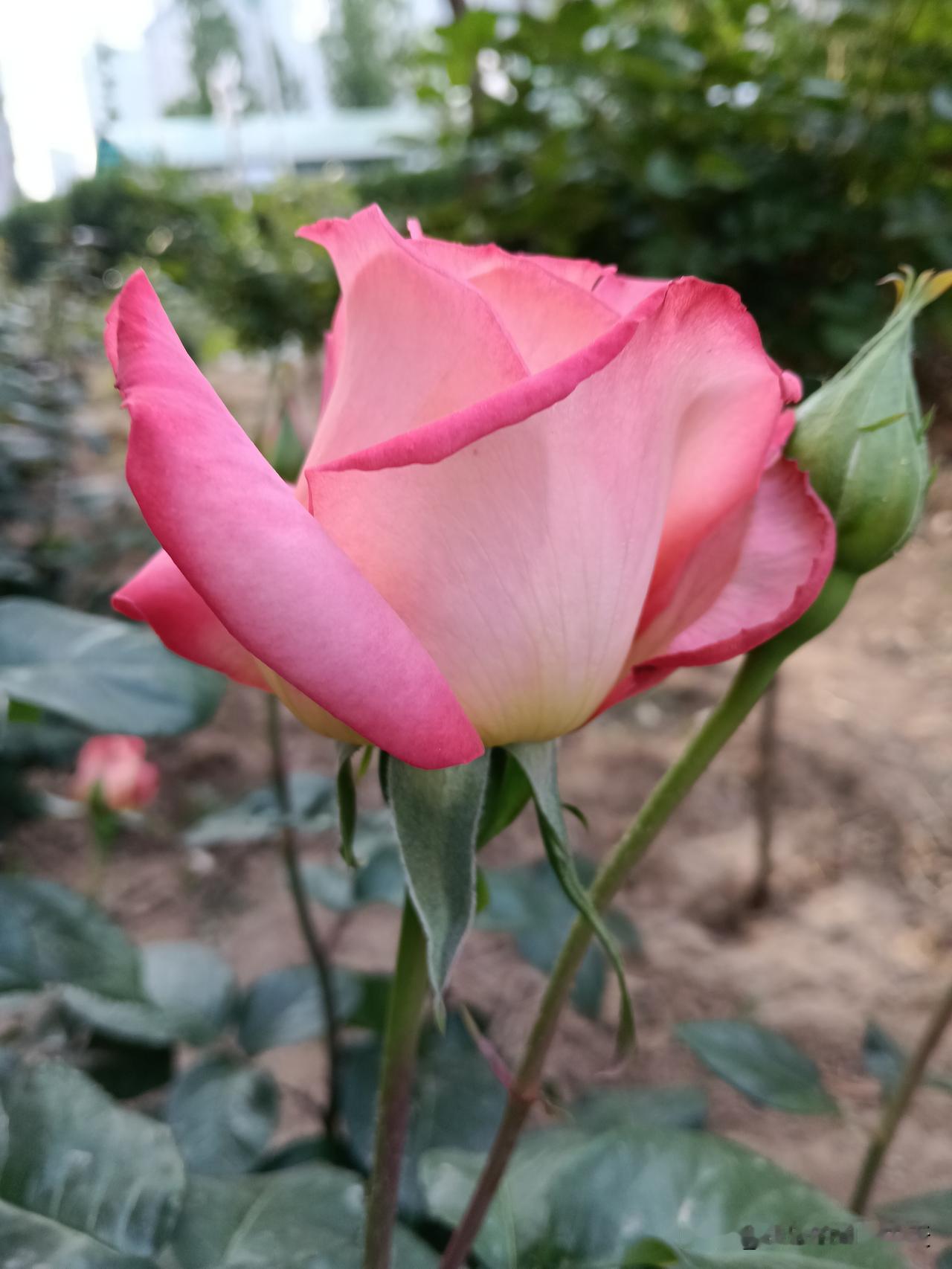 世界各国用餐工具​​1. 中国：传统用筷子2. 朝鲜：日常用筷子3. 越南