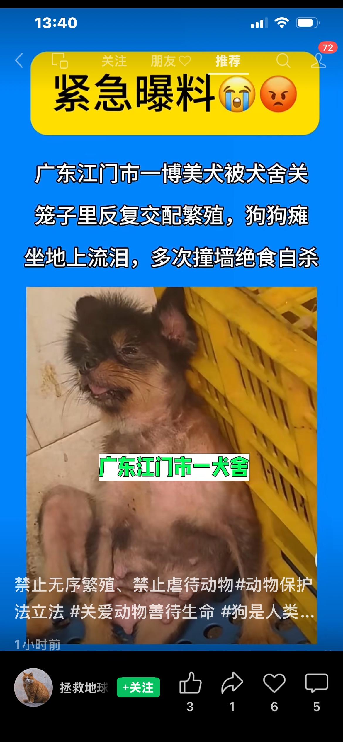 网友爆料，广东江门市一犬舍，将一只博美犬囚禁笼中，反复交配繁殖，狗狗瘫坐