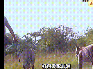 狮子和老虎到底谁厉害？一群科学家做实验，看看谁是传说中的百兽之王。把两只东北虎放