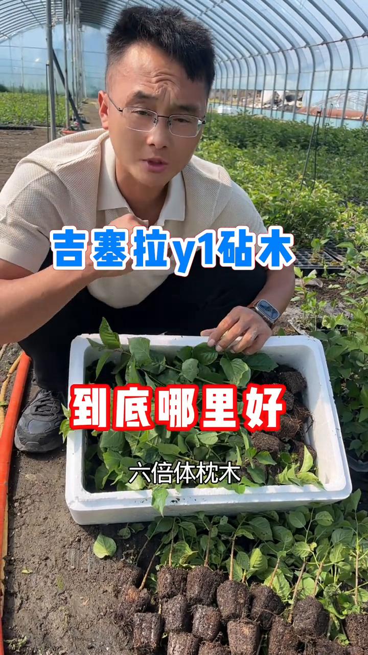 吉塞拉y1砧木到底哪里好？吉塞拉y1是一个优于吉6的砧木，它的树势嫁接大樱桃苗