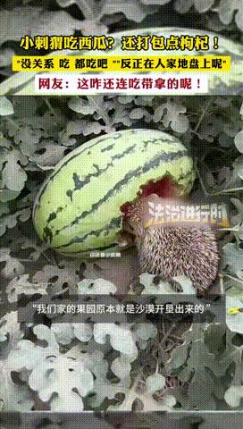 “活该这种人发财！”新疆，女子抓到自己瓜田里偷吃的小刺猬，结果却放任不管，只因体