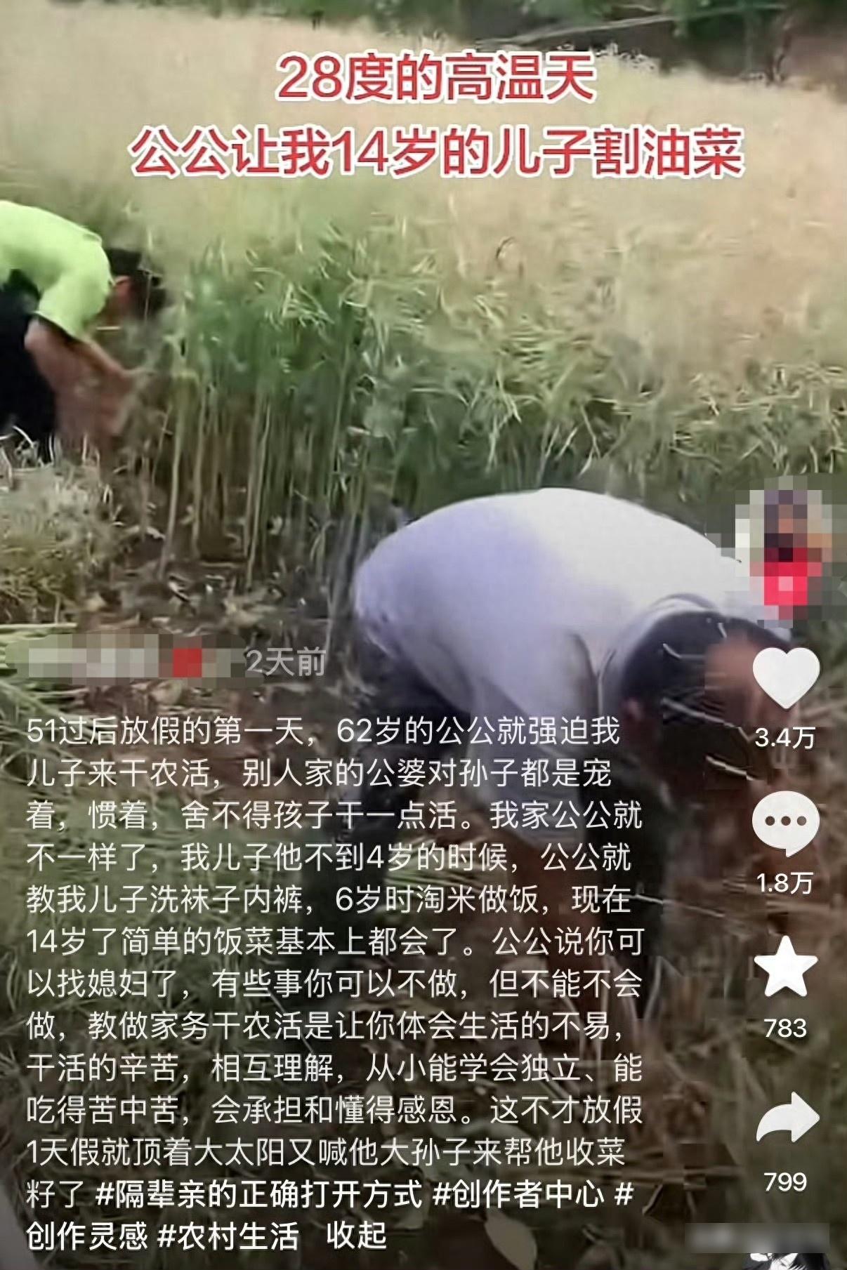 全网热议！爷爷逼14岁孙子高温割油菜，被儿媳吐槽，真相狠狠打脸溺爱式家长前