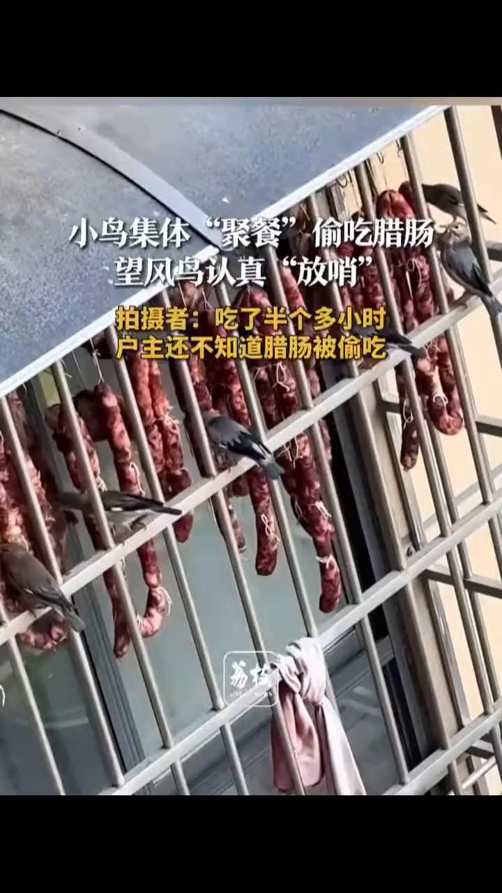 小鸟集体"聚餐"偷吃腊肠，望风鸟认真"放哨"。拍摄者肖先生。1月9日(发布日
