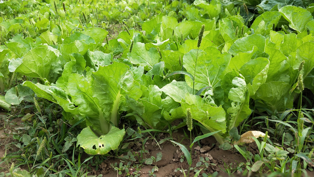 种青菜总是长不好? 原来浇水的方法出了问题, 农户别做错了