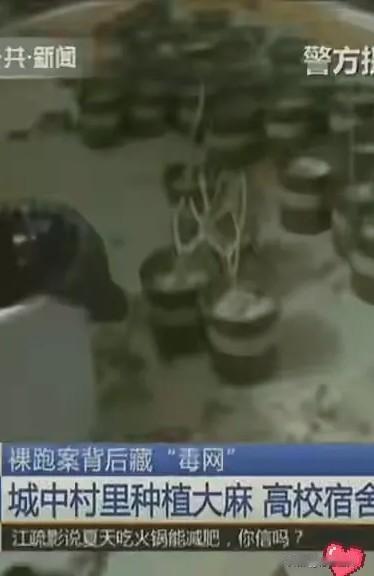 裸跑男牵出毒网：广州城中村藏“大麻田”，高校宿舍当据点卖毒品！说起毒品，很多