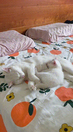 看完猫咪母子休憩的短片内心满是暖意，猫妈妈酣然熟睡，包容着身边好动的幼崽。小奶猫