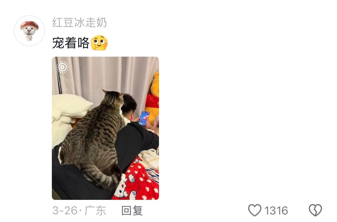 上下嘴唇一碰差点把自己毒死养猫人的底线低过底裤🤣👌慈母多败咪在此刻具象化了