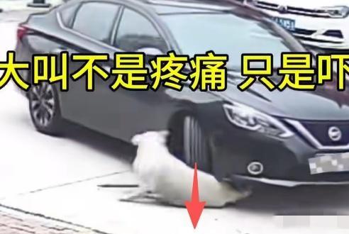 都说车轧过去，狗子没事是因为胖皮下脂肪没那么传神。拉布拉多没事全靠五道“救命