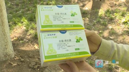 给杨树“打针绝育”？亳州这招真绝了！ 每逢春夏，漫天杨絮钻口鼻、惹过敏，还藏