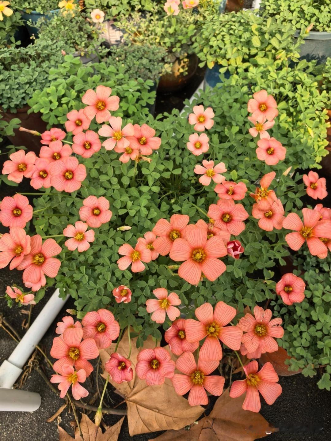 表弟每个月赚七千五，连续十年，一分不少全交给姑姑存着。姑姑总说“妈给你攒着，将