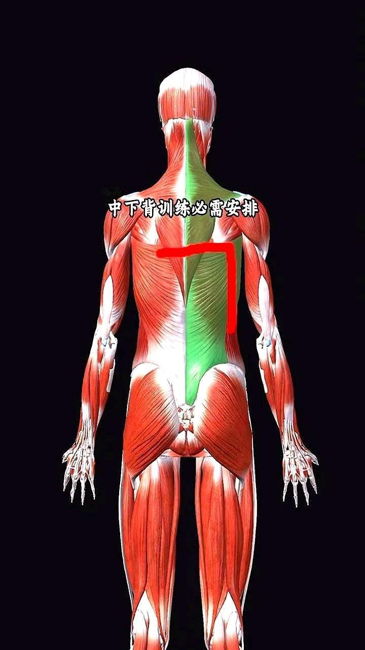 “每天拉背，肩更圆？”——健身房里最冤的，是腰椎。高位下拉咔咔响，斜方肌鼓得