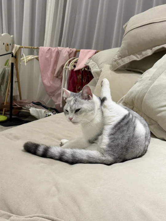 猫是真的会被自己的屁股臭到！臭到辣眼睛！