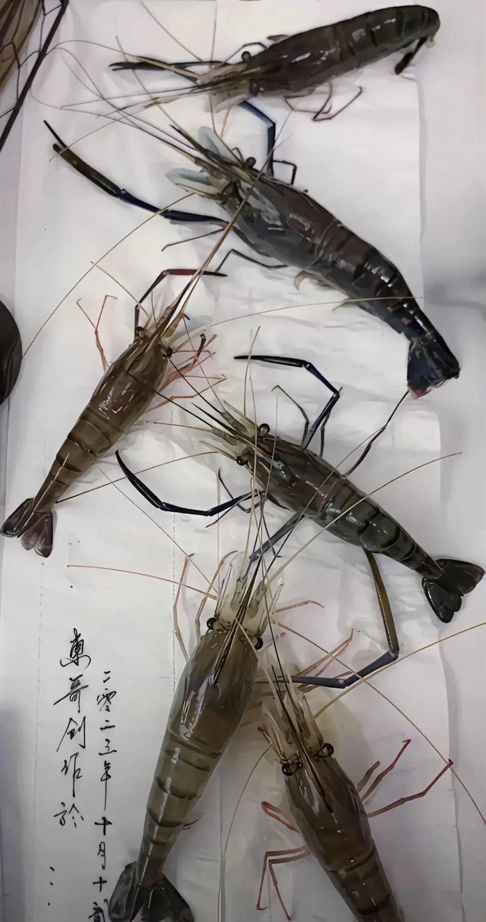 大家看我画的虾逼真吗？