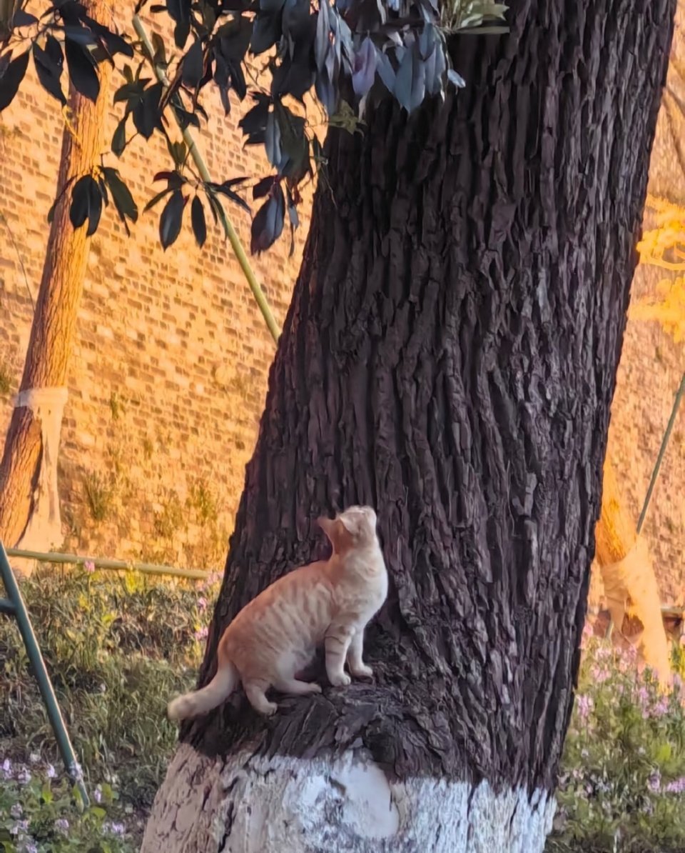 咪是自己上去的