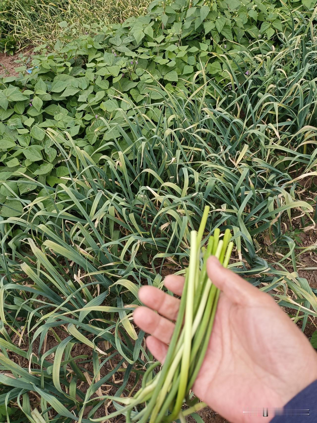 今天下午我去菜园拔菜，每天拔菜成了习惯，菜园里的菜不少，能吃尽量吃。今天拔了