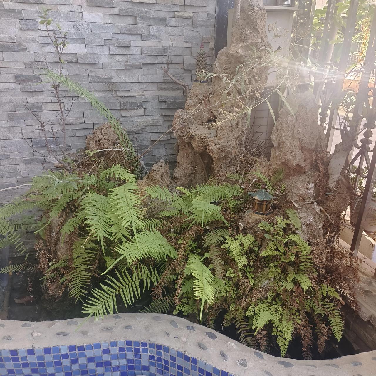 我后悔了当初装修的时候听了设计师建议在入户花园建了一个假山水池说