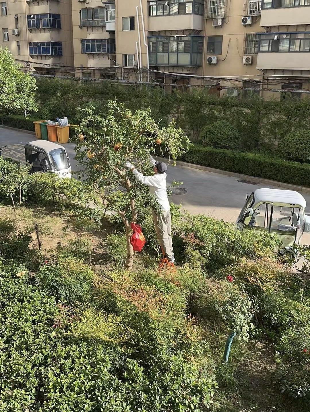 十几年前种的两棵石榴，一棵早被物业挪死了。剩下的这棵今年也倍受摧残，先是被大风吹