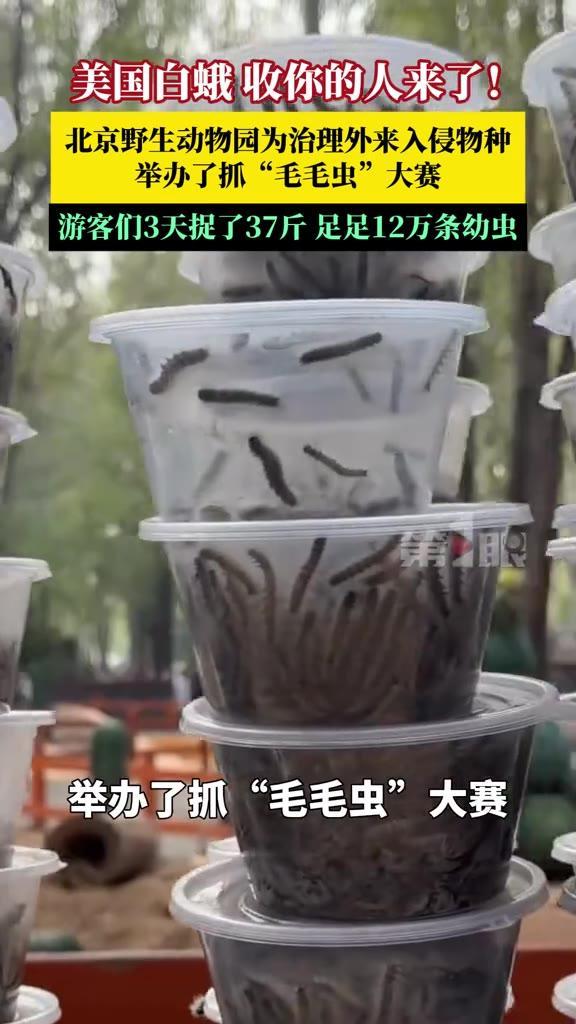 9月28号到30号，北京野生动物园搞了个抓虫大赛。园方原本只办三天。结果游客