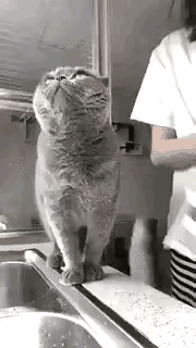 我感觉它想骂人一脸无语又不耐烦的样子[汗]