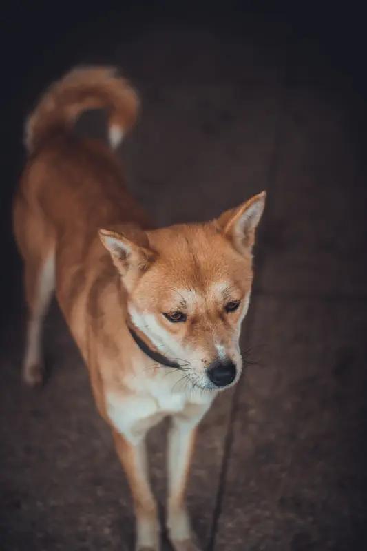 禁养烈性犬，我绝对赞同。就拿西安禁养中华田园犬这事来说，虽然有人觉得它温顺，但也