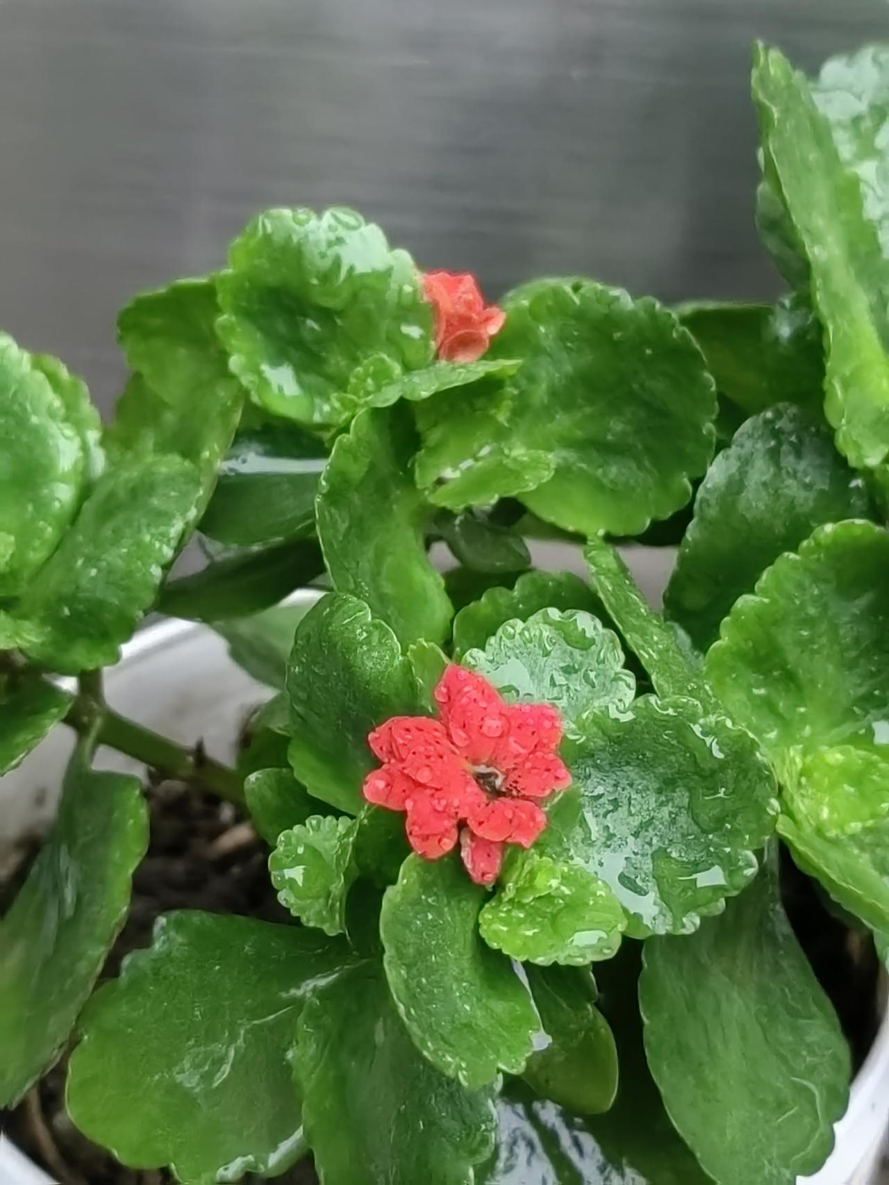 她和我一样，喜欢养花，还特偏爱长寿花。可让我纳闷的是，她年年来我家要长寿花，经