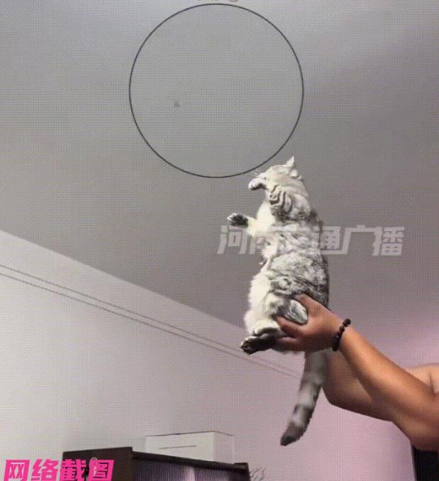 某男子发现家里飞来只小虫，自己讨厌但又抓不到，随即想到家里猫咪应该可以，干脆把猫