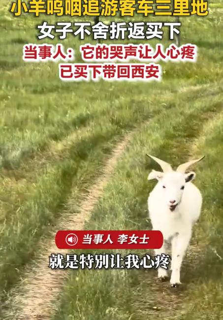 茫茫草原只认准她一人，小羊含泪追车不肯放手，姑娘千里回头带走它。近日内蒙古赤