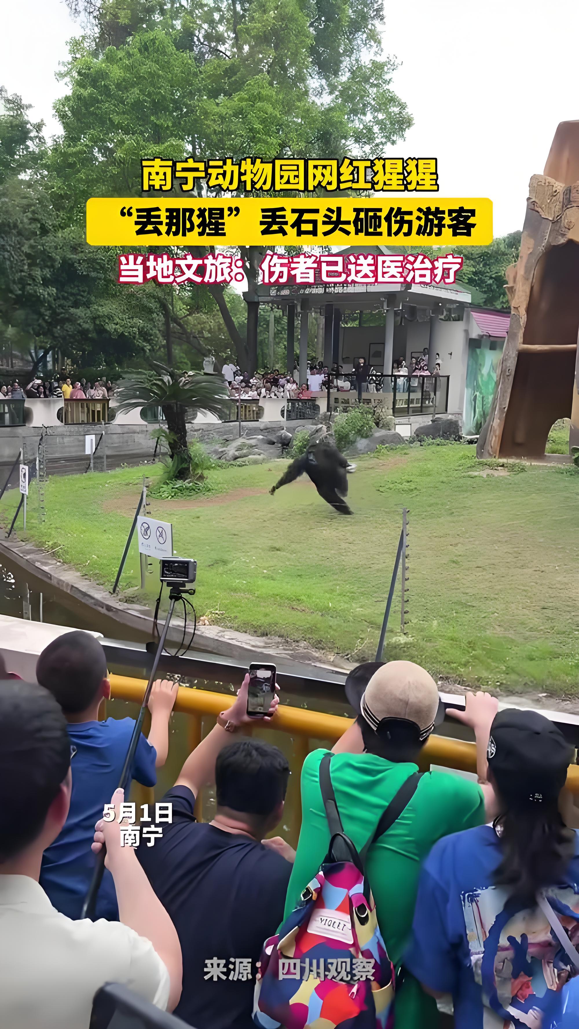 南宁网红猩猩“丢那猩”丢石块砸伤游客当地回应：伤者已无大碍