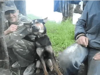 一只狗狗，陪主人去钓了一晚上的鱼，结果第二天困得不行，这才叫真正的困成狗[笑哭