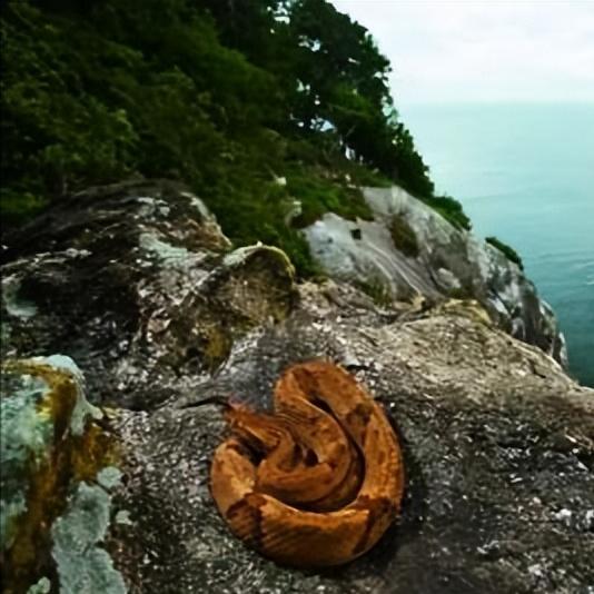 1909年，巴西某岛守灯塔的一家五口离奇死亡，查明原因后，当地把该岛设为禁入区，