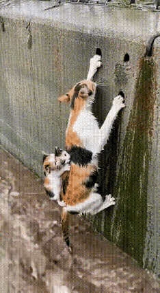 谁能想到，一只流浪小猫咪的母爱，能让人瞬间破防！无意间在河沟边撞见揪心一幕