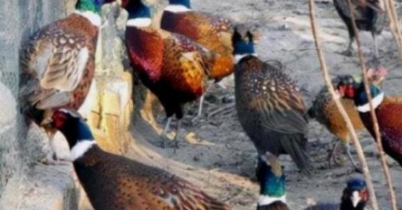 东北野鸡泛滥成灾，为何很少有人吃？当地农民直言：“别说吃了，我们甚至都不敢招惹它