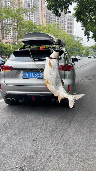 有些钓鱼人钓到大鱼以后就是喜欢开车到处炫耀？好像是生怕别人不知道啊！钓鱼界牛人