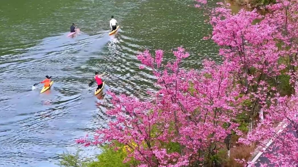 🔥寻甸凤龙湾千亩樱花盛放！昆明1小时直达粉色童话。寻甸凤龙湾千亩樱花迎来全盛期