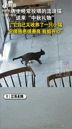 “真成精了?”第一现场10月8日消息,江苏无锡一女店主经常投喂路边的流浪猫,没想