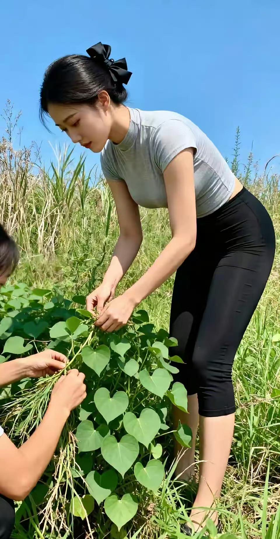 在我们老家，红薯叶可以吃