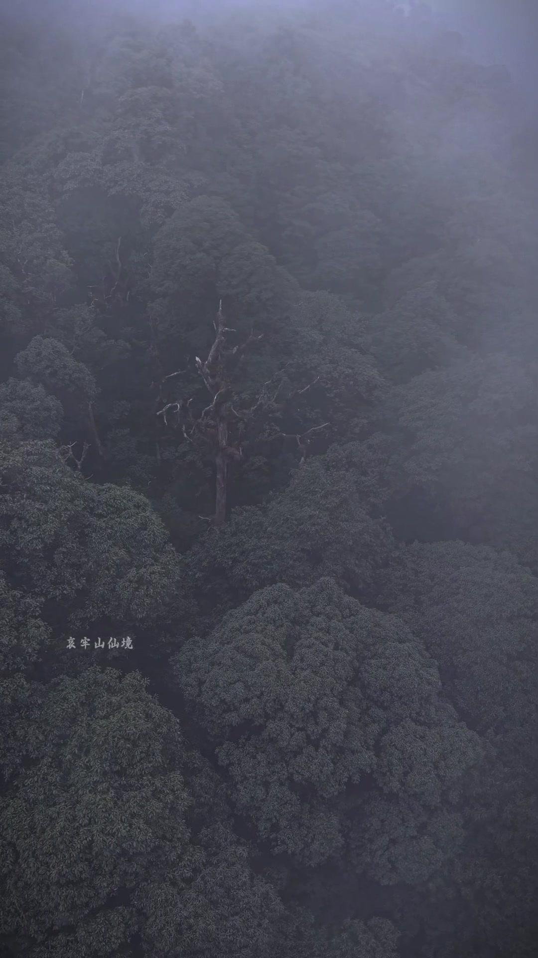 什么样的人会爱上哀牢山？🌿去了三次还想再去的哀牢山，藏着云南最治愈的秘境。这里