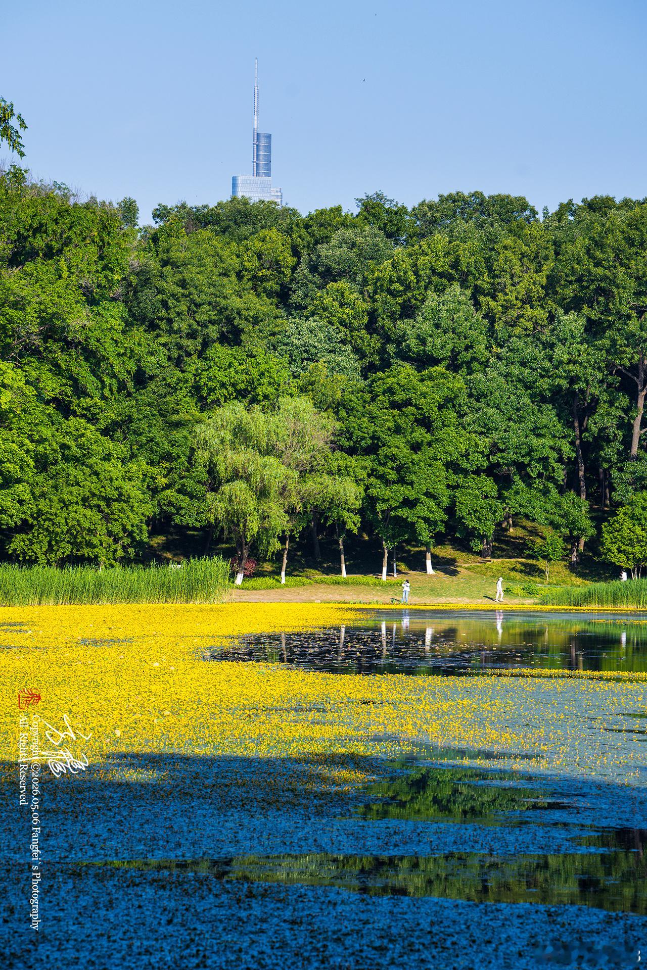 南京琵琶湖｜立夏限定金黄荇菜太美了立夏入夏，湖光入眼🌿琵琶湖一城一墙一湖一荇
