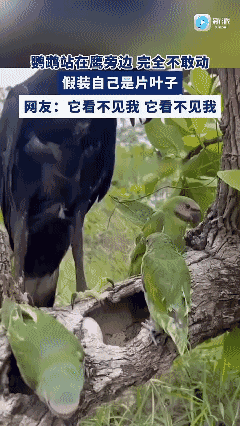 鹦鹉站在鹰旁边完全不敢动，假装自己是片叶子😱吓麻爪了😱