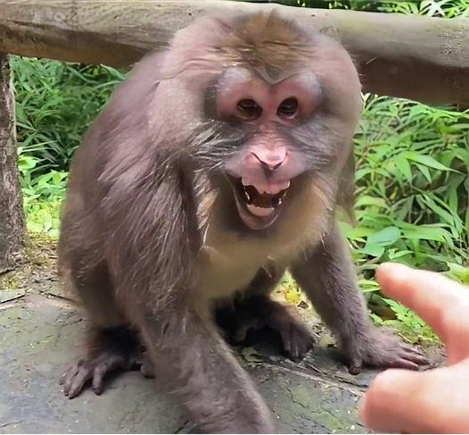 峨眉山的猴子抢了游客的手机，你猜管理员怎么搞？说出来你可能不信，他没去追那个抢手