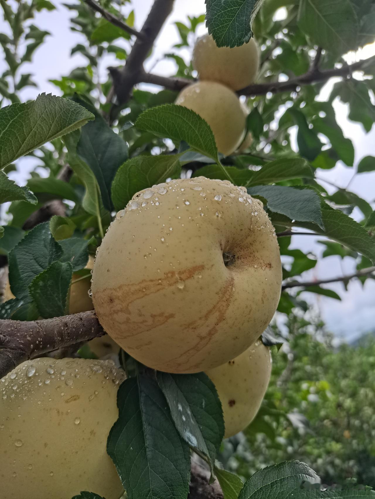 这次超长秋雨，山东人损失的不止玉米，沂蒙山区养苹果的人家同样损失惨重！本来半个多
