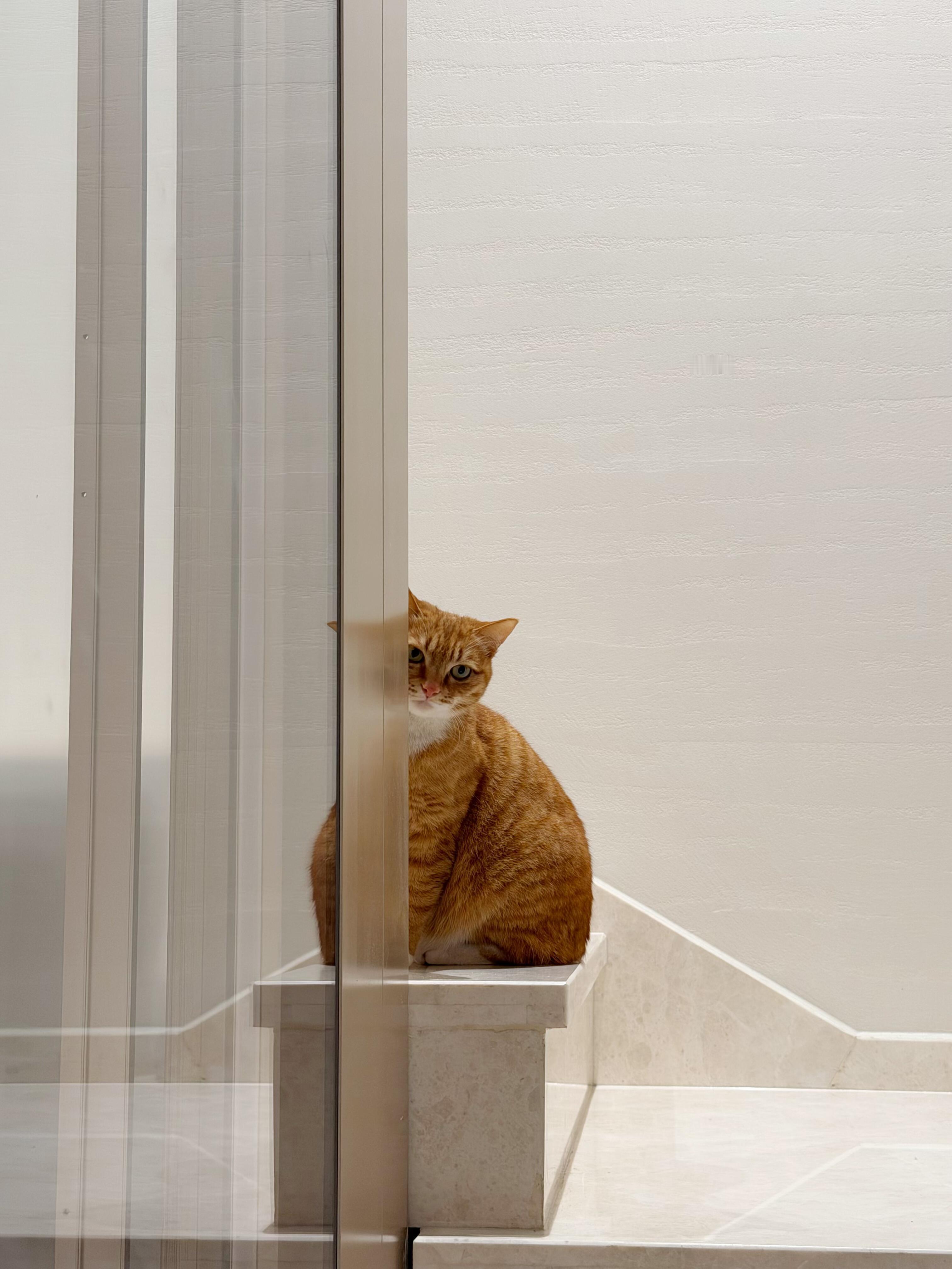 猫猫是个行为艺术家。动物奇遇记