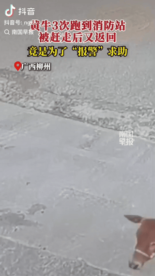 “太有灵性了！”广西柳州，一头小黄牛接连3次闯进消防站，得知真相后，全网破防!