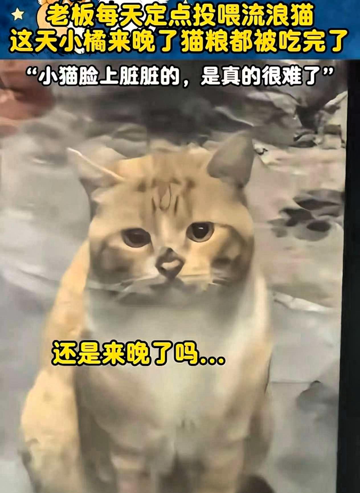 流浪猫因为来晚了，错过了男子的投喂时间，正当它准备饿着肚子转身离开时，男子却带着