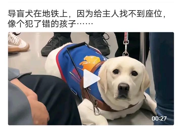 导盲犬在一趟拥挤的地铁车厢里，竟然没有给主人找到一个座位，它自己则是羞愧得像个犯