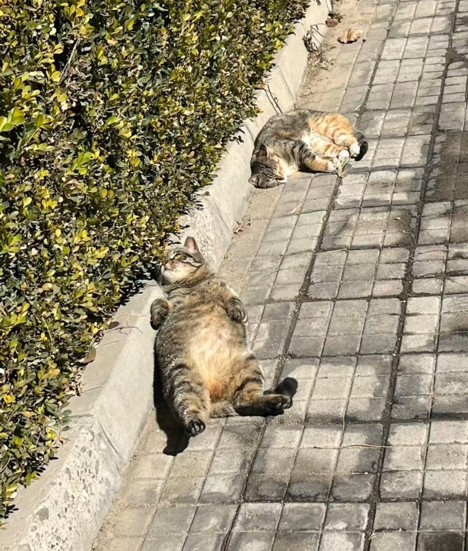 萌宠阳光下，惊现两名小醉汉
