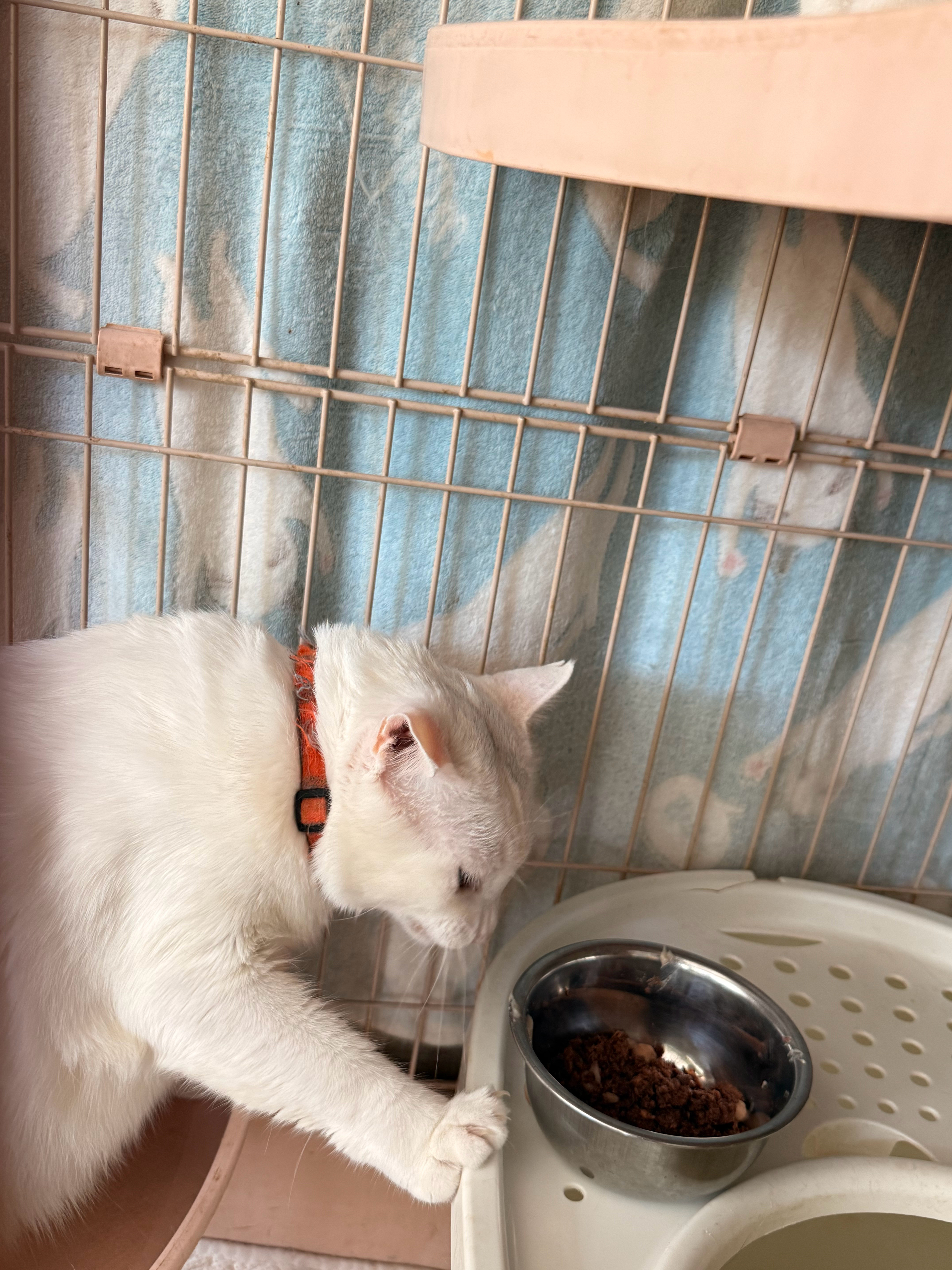 大哥：该吃吃，该喝喝，吃完再带小弟去打天下！小猫咪请随时保持乐观的心态。十一晒