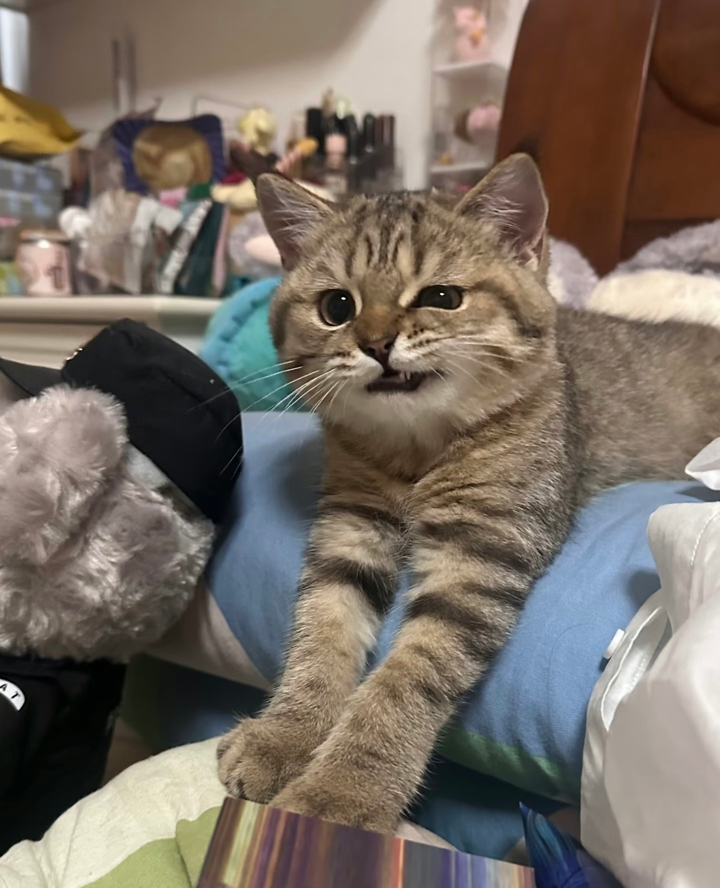 猫：伸个懒腰人：手段了得​​​