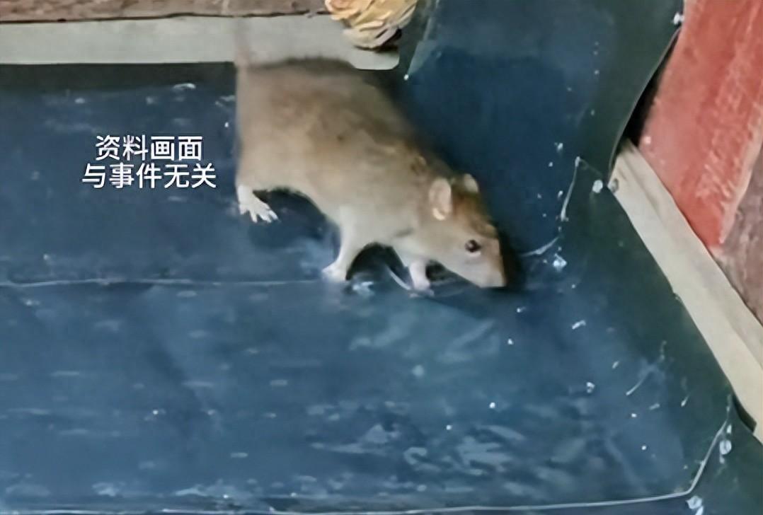 深圳一保安被老鼠咬了，白酒擦伤口，10天后高烧瘫在床上。这事儿真不是小事。刘