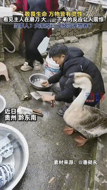 太有灵性了！贵州，一男子除夕当天在院里磨刀准备杀鹅待客，谁知身旁的大鹅竟突然有了